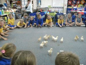 Hatching Chickens in School